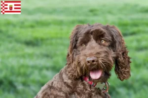 Read more about the article Criador de Labradoodle Australiano e cachorros em Bremen