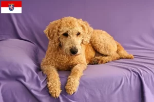 Read more about the article Criadores de Labradoodle Australiano e cachorros em Hessen