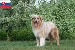 Read more about the article Criadores e cachorros de Pastor Australiano na Eslováquia