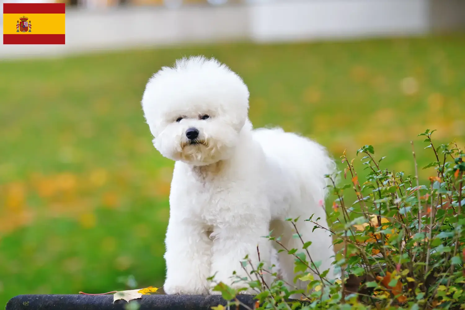 Read more about the article Criadores de Bichon Frisé e cachorros em Espanha