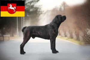 Read more about the article Criadores de Boerboel e cachorros na Baixa Saxónia