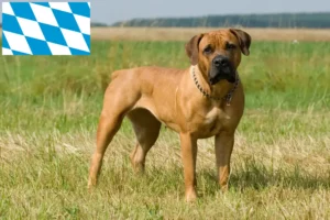 Read more about the article Criadores de Boerboel e cachorros na Baviera