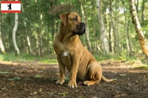 Read more about the article Criadores de Boerboel e cachorros em Berlim