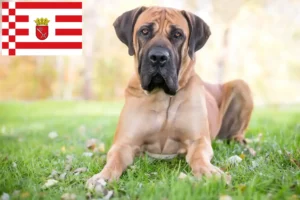 Read more about the article Criadores de Boerboel e cachorros em Bremen