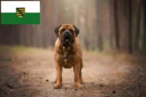 Read more about the article Criadores de Boerboel e cachorros na Saxónia