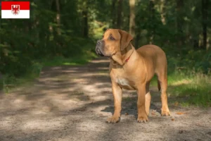 Read more about the article Criadores de Boerboel e cachorros em Brandenburg