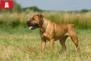 Read more about the article Criadores de Boerboel e cachorros em Hamburgo