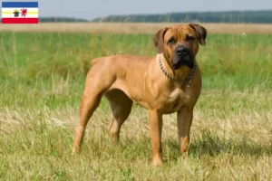 Read more about the article Criadores de Boerboel e cachorros em Mecklenburg-Vorpommern