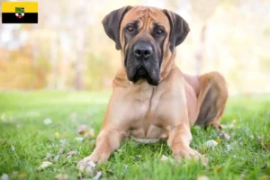 Read more about the article Criadores de Boerboel e cachorros em Saxónia-Anhalt