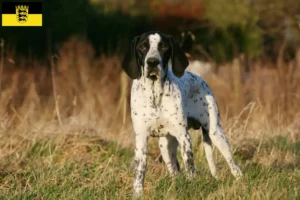 Read more about the article Braque d’Auvergne criadores e cachorros em Baden-Württemberg