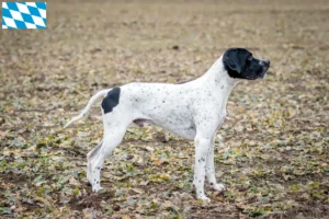 Read more about the article Braque d’Auvergne criadores e cachorros na Baviera