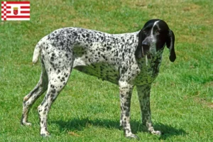 Read more about the article Braque d’Auvergne criadores e cachorros em Bremen