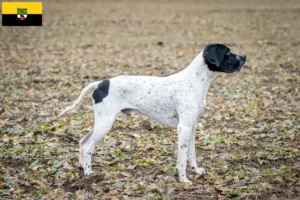 Read more about the article Braque d’Auvergne criadores e cachorros em Saxónia-Anhalt