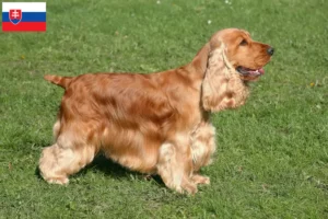 Read more about the article Criadores de Cocker Spaniel inglês e cachorros na Eslováquia