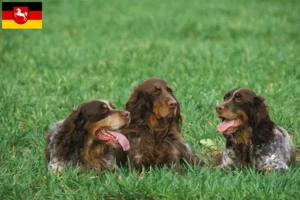 Read more about the article Criadores de Épagneul Picard e cachorros na Baixa Saxónia