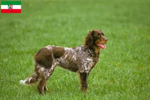 Read more about the article Criadores de Épagneul Picard e cachorros na Renânia do Norte-Vestefália