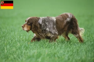 Read more about the article Épagneul Picard criadores e cachorros na Renânia-Palatinado