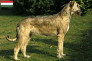 Read more about the article Criadores de Irish Wolfhound e cachorros na Hungria