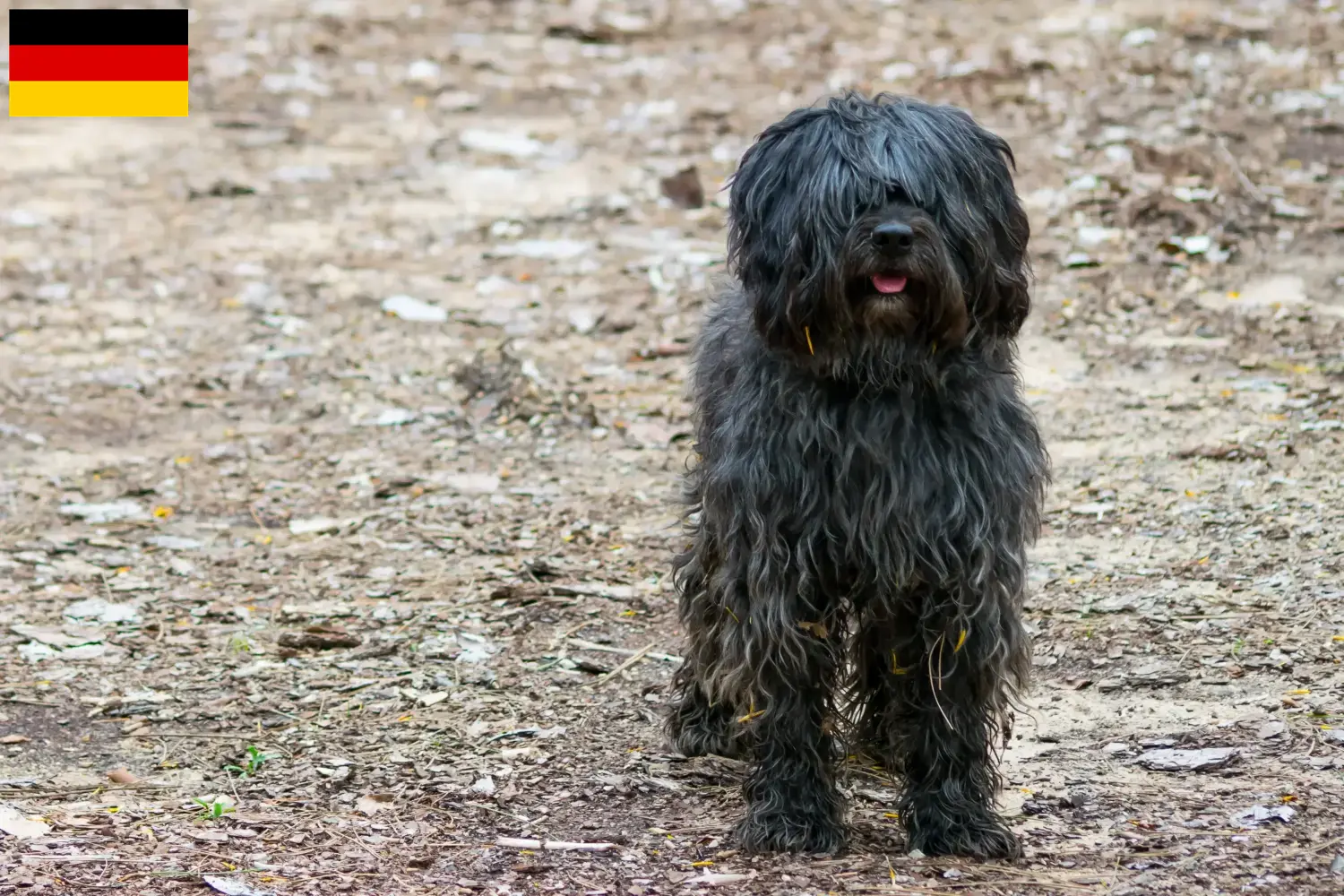 Read more about the article Gos d’Atura Catalá criadores e cachorros na Alemanha