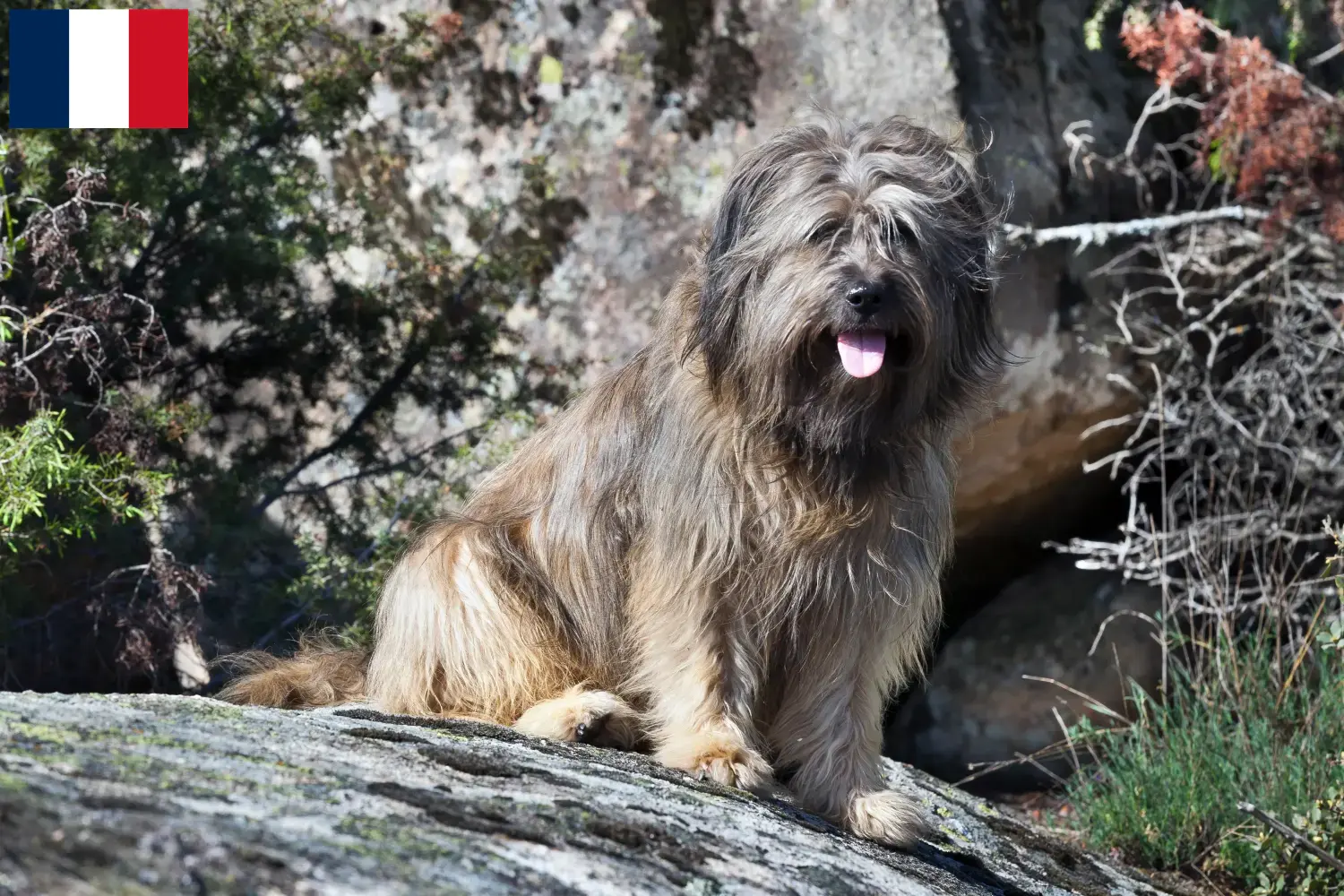 Read more about the article Gos d’Atura Catalá criadores e cachorros em França