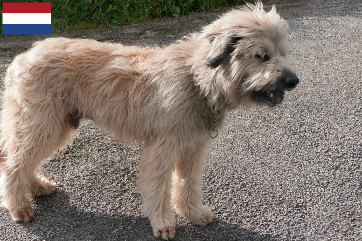 Read more about the article Criadores e cachorros de Gos d’Atura Catalá nos Países Baixos