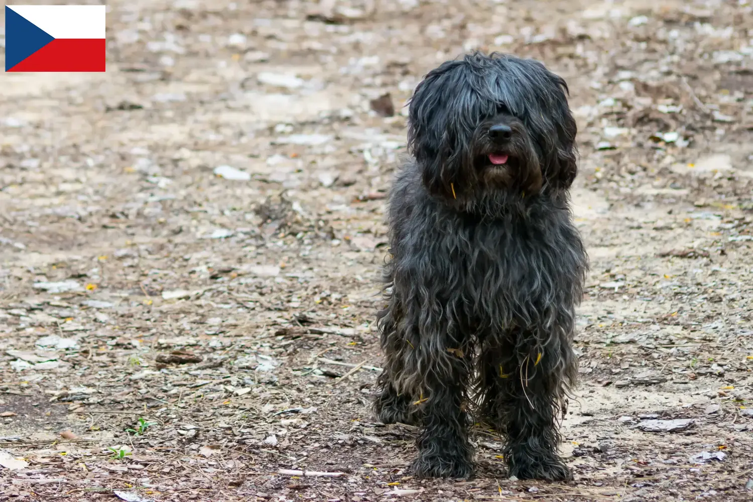 Read more about the article Criadores e cachorros de Gos d’Atura Catalá na República Checa