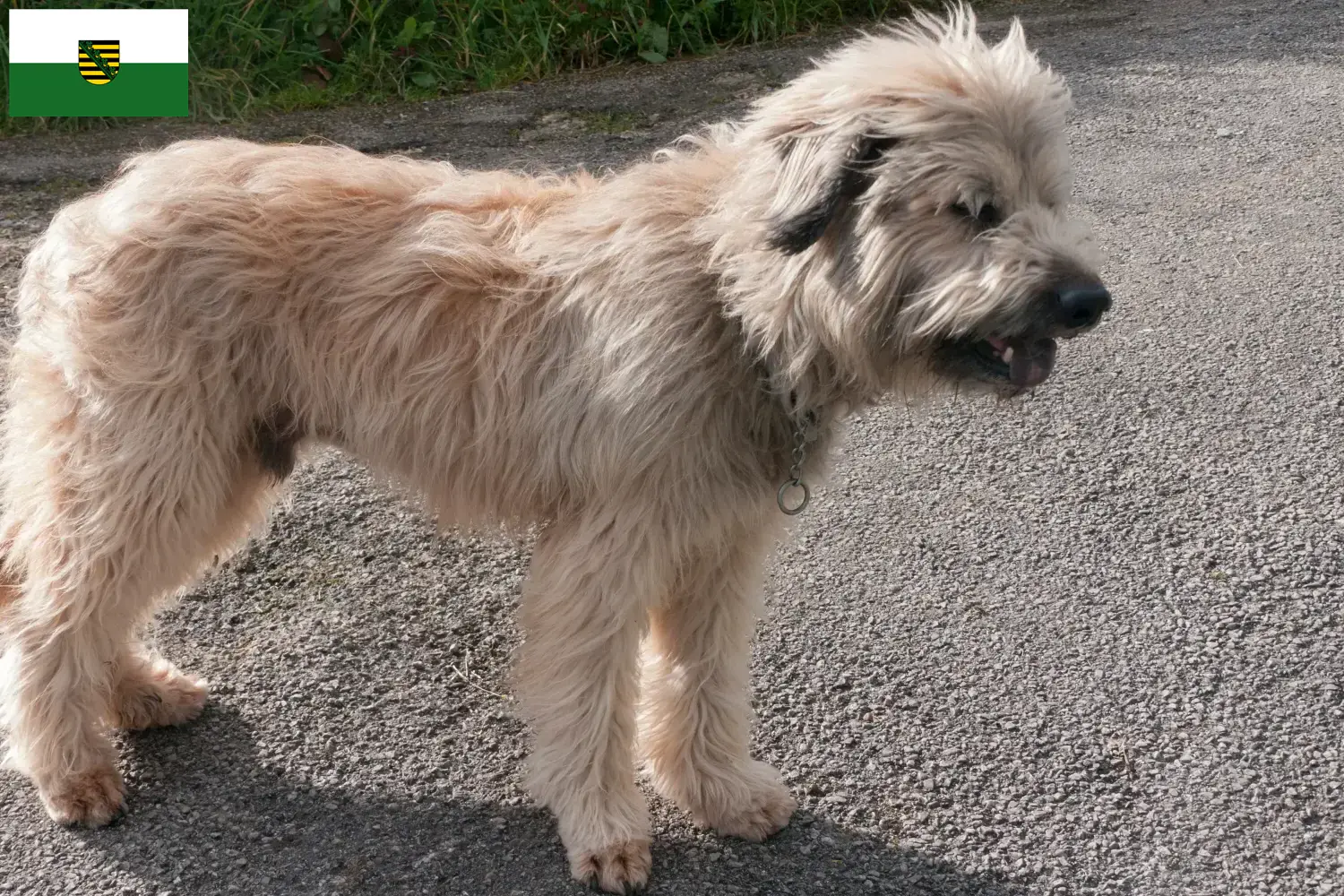 Read more about the article Gos d’Atura Catalá criadores e cachorros na Saxónia