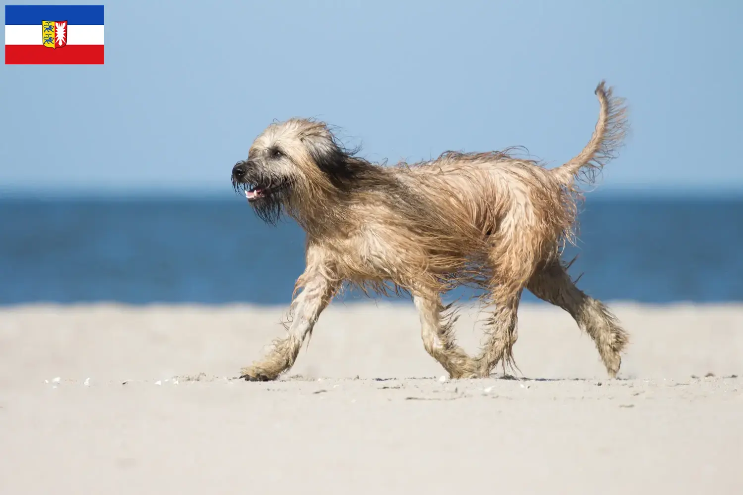 Read more about the article Gos d’Atura Catalá criadores e cachorros em Schleswig-Holstein