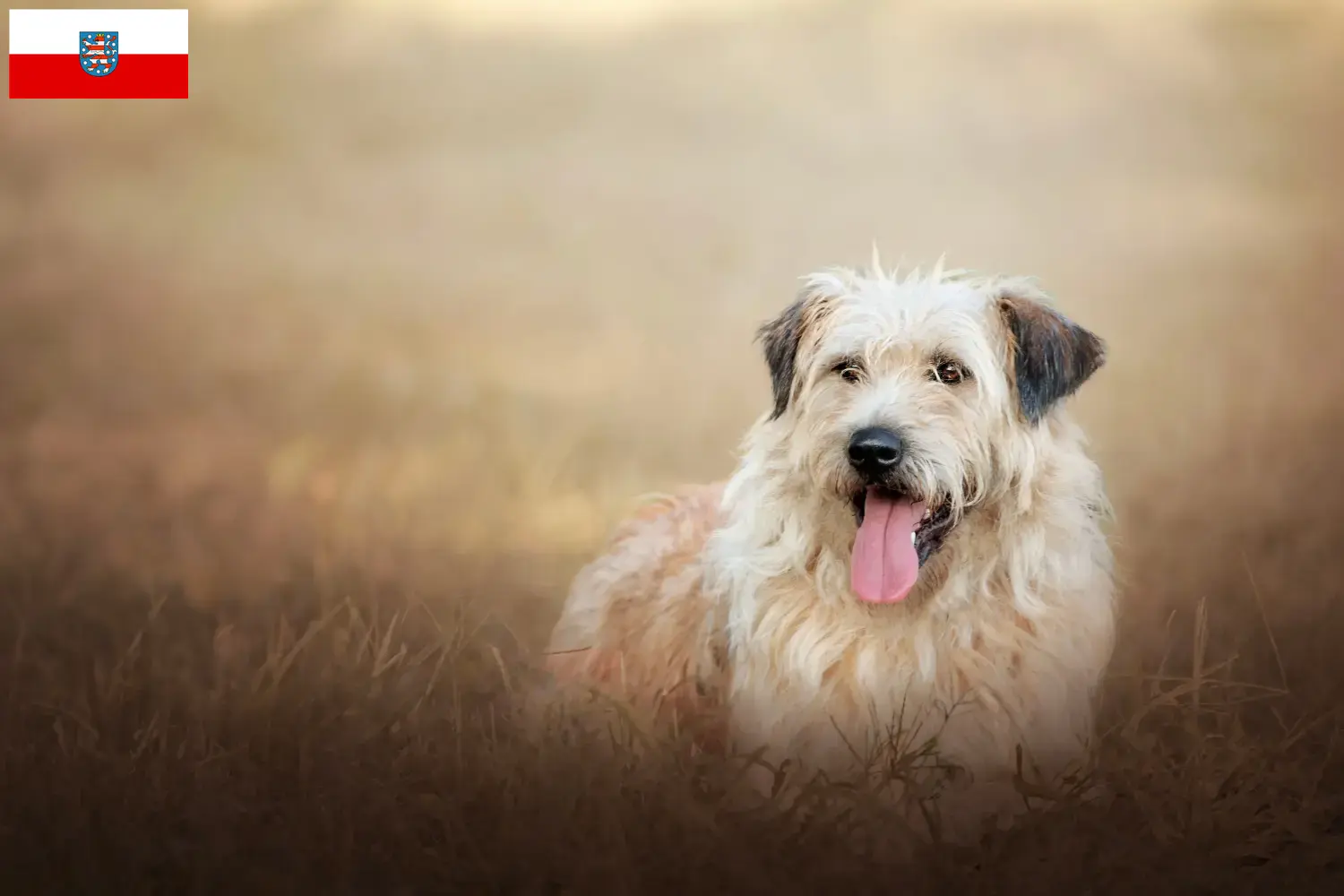 Read more about the article Gos d’Atura Catalá criadores e cachorros na Turíngia