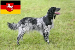 Read more about the article Grande Münsterländer criador e cachorros na Baixa Saxónia