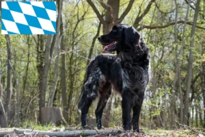 Read more about the article Grande criador de Münsterländer e cachorros na Baviera