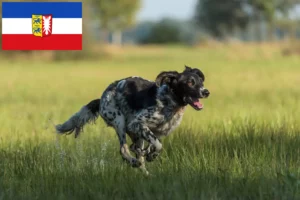 Read more about the article Grande Münsterländer criador e cachorros em Schleswig-Holstein