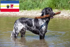 Read more about the article Grande Münsterländer criador e cachorros em Mecklenburg-Vorpommern