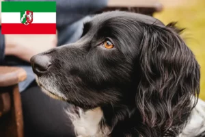 Read more about the article Grande Münsterländer criador e cachorros em Renânia do Norte-Vestefália