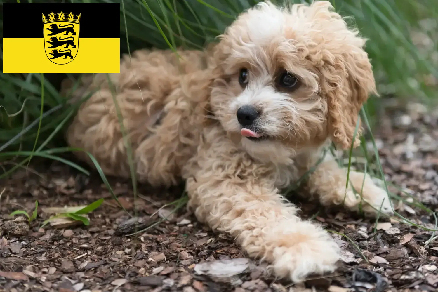 Read more about the article Criadores de Maltipoo e cachorros em Baden-Württemberg