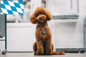 Read more about the article Criadores de Maltipoo e cachorros em Bavaria