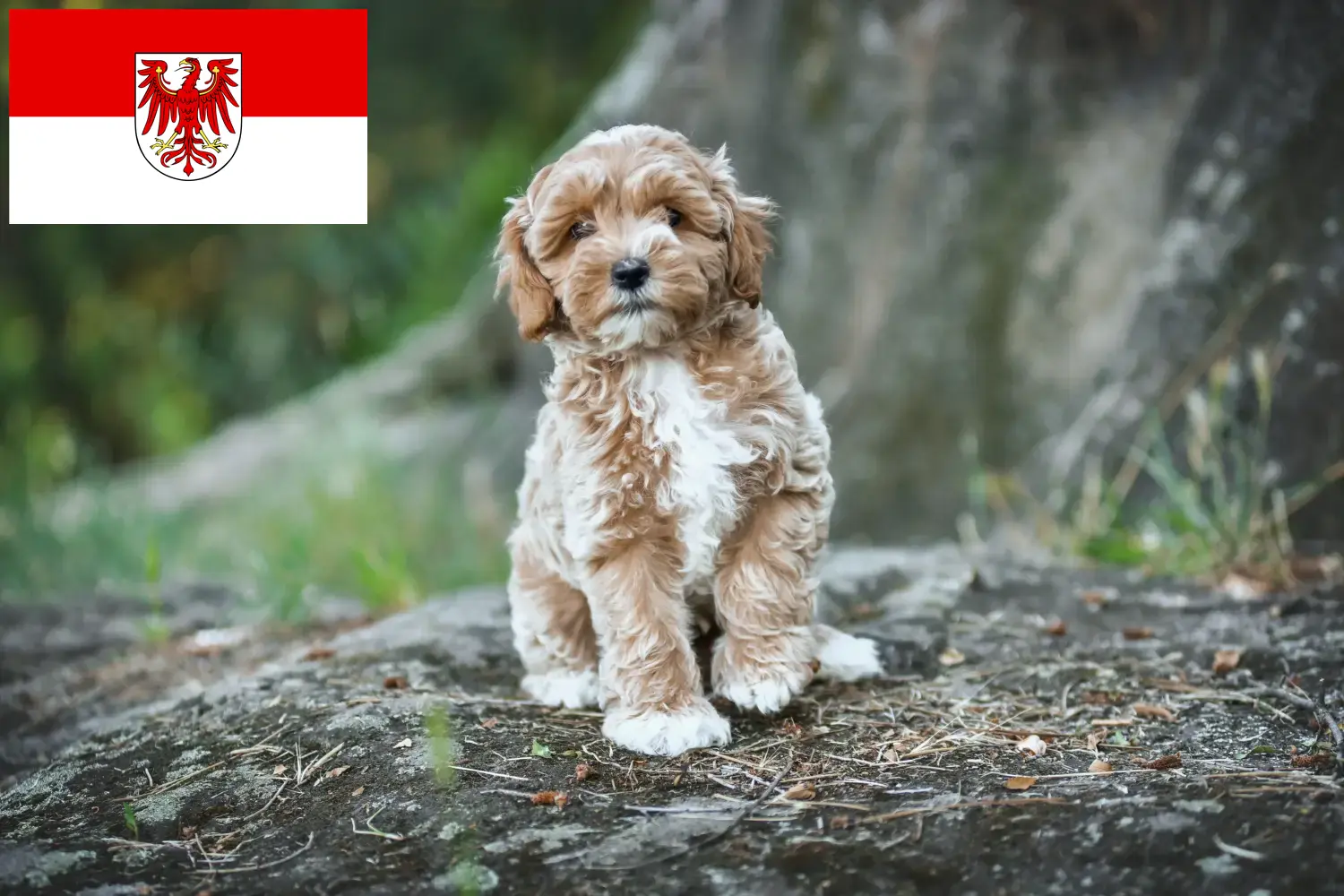 Read more about the article Criadores de Maltipoo e cachorros em Brandenburg