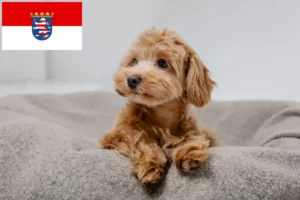 Read more about the article Criadores de Maltipoo e cachorros em Hessen