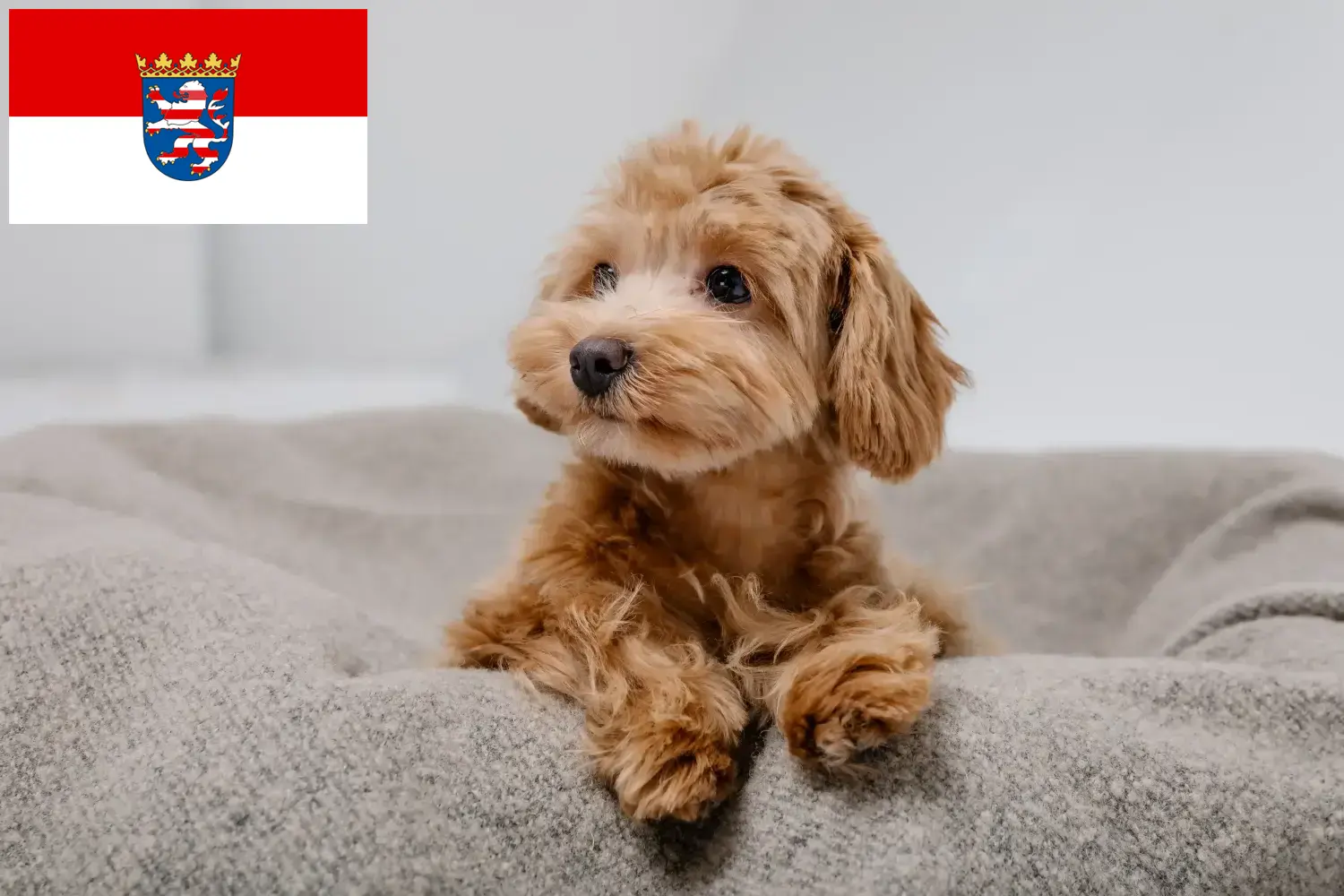 Read more about the article Criadores de Maltipoo e cachorros em Hessen