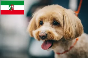 Read more about the article Criadores de Maltipoo e cachorros na Renânia do Norte-Vestefália