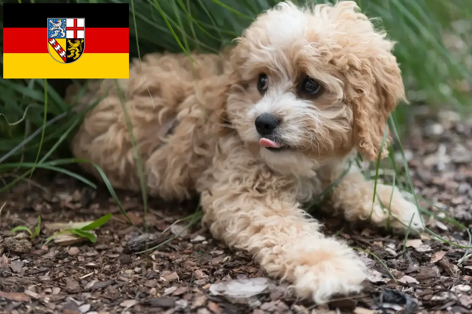 Read more about the article Criadores de Maltipoo e cachorros em Saarland