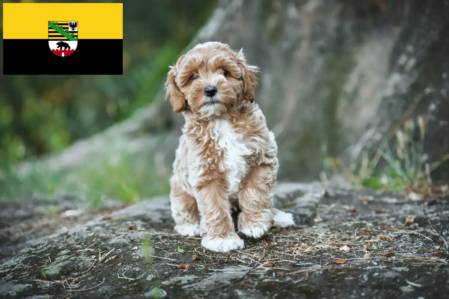 Read more about the article Criadores de Maltipoo e cachorros em Saxónia-Anhalt