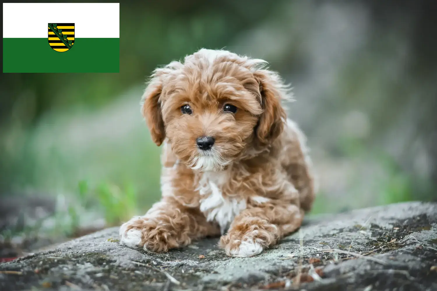 Read more about the article Criadores de Maltipoo e cachorros em Saxónia