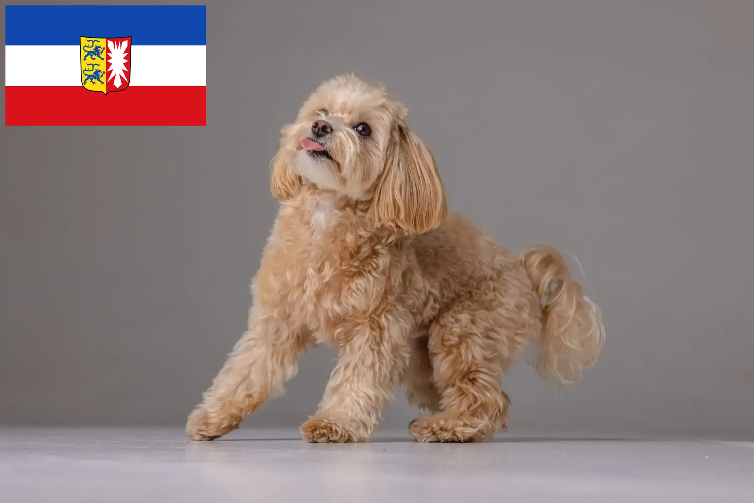 Read more about the article Criadores de Maltipoo e cachorros em Schleswig-Holstein