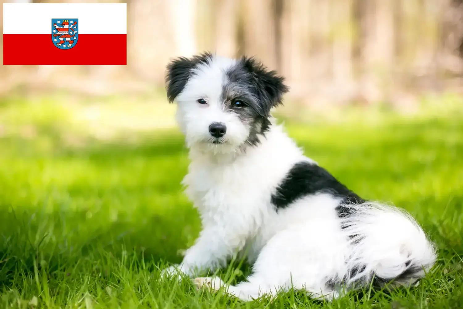 Read more about the article Criadores de Maltipoo e cachorros em Thuringia