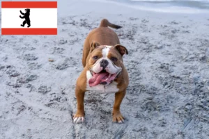 Read more about the article Olde English Bulldog criador e cachorros em Berlim