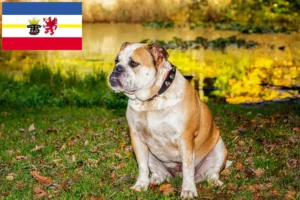 Read more about the article Criadores de Olde English Bulldog e cachorros em Mecklenburg-Vorpommern