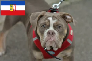 Read more about the article Criadores de Olde English Bulldog e cachorros em Schleswig-Holstein