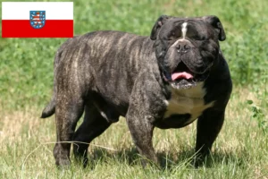 Read more about the article Olde English Bulldog criador e cachorros em Thuringia