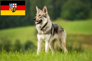 Read more about the article Saarloos Wolfhound criadores e cachorros em Saarland